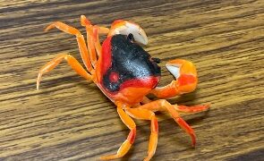 生物細密画「サワガニの食事」 生物細密画「サワガニの子育て」 - メルカリ