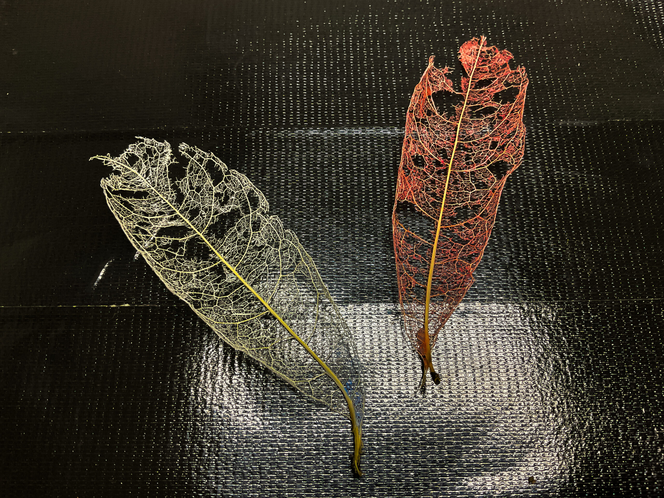 errer 葉脈 筆記体 植物標本 アンティーク 樹脂標本 IMG_8862-scaled.jpg